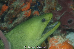 Very large green moray just hanging in the cave, new came... by Jerry Stinnett 